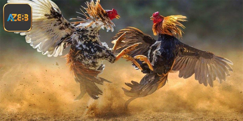 Bật mí kinh nghiệm chọn giống gà chiến tiềm năng