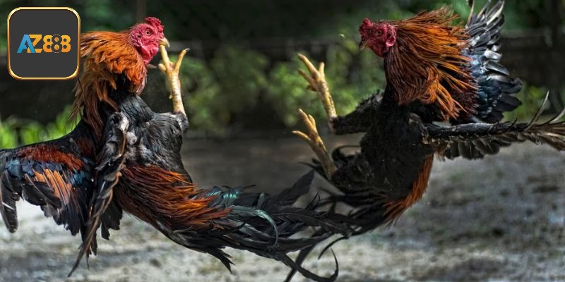 Khái niệm đá gà Thomo Campuchia