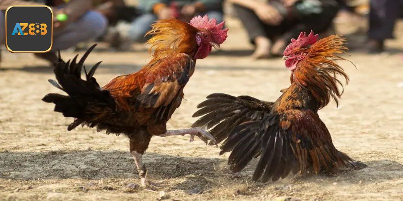 Luật chơi đơn giản với hình thức đá gà trực tiếp