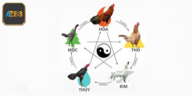 Màu Mạng Đá Gà - Cách Tìm Ra Chiến Kê Phù Hợp