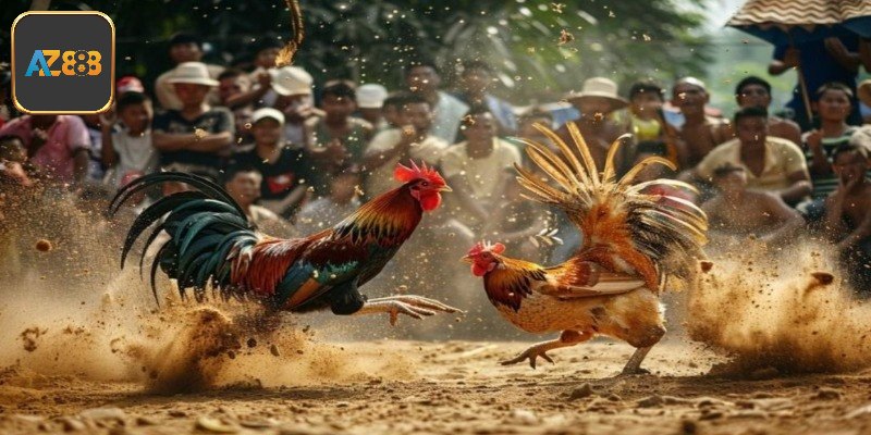 Thông tin cần biết về trực tiếp đá gà azpro