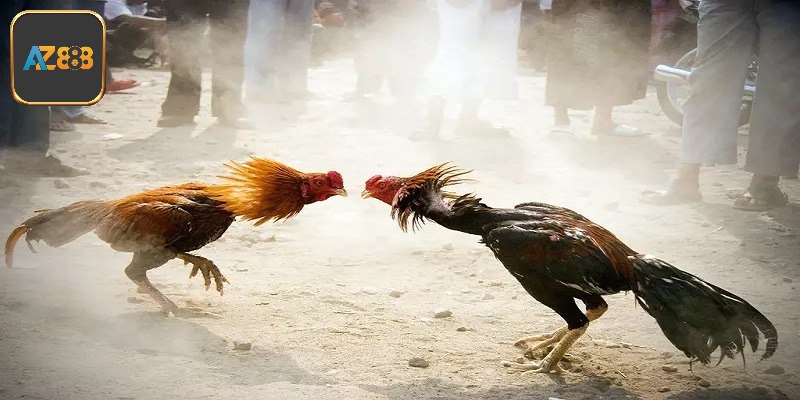 Trực Tiếp Đá Gà Azpro - Thông Tin Cùng Cách Chơi Hiệu Quả
